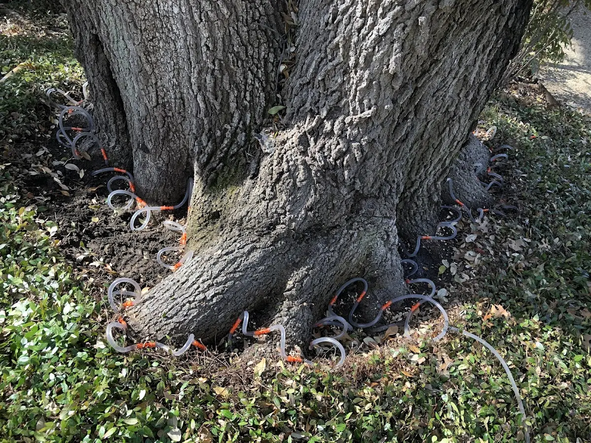 Detailed Tree Cabling and Bracing job site in Deshler