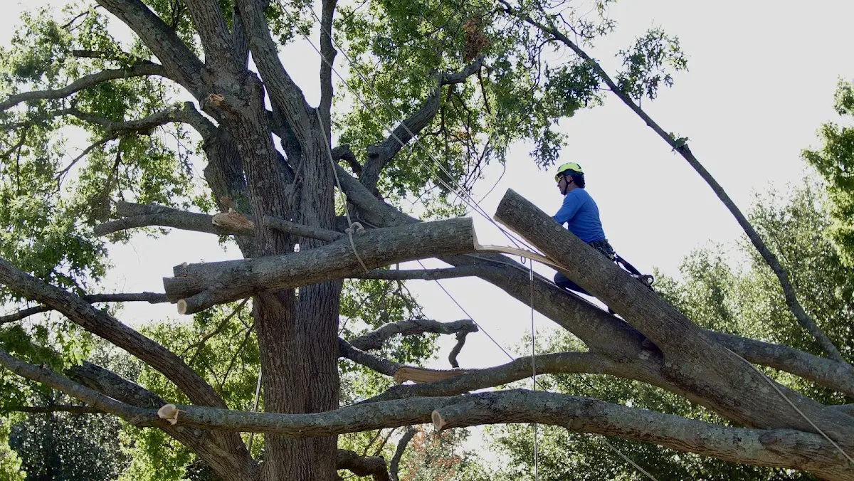 Professional Crown Thinning performed by certified arborists in Deshler