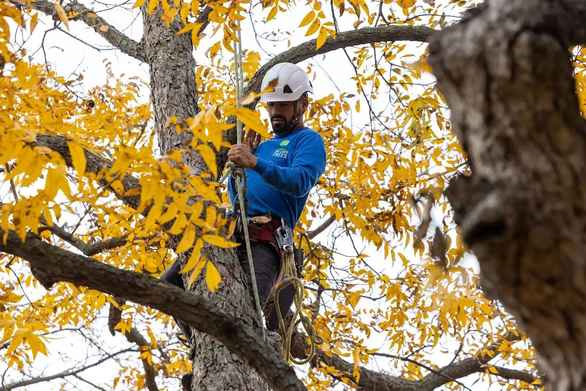 Skilled Tree Transplanting crew working in Deshler